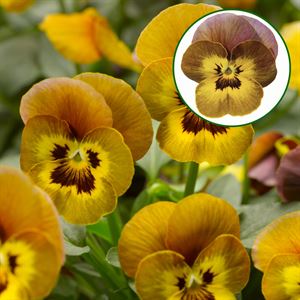 Bild von Viola P9 kleinbloemig Deltinii Honeybee